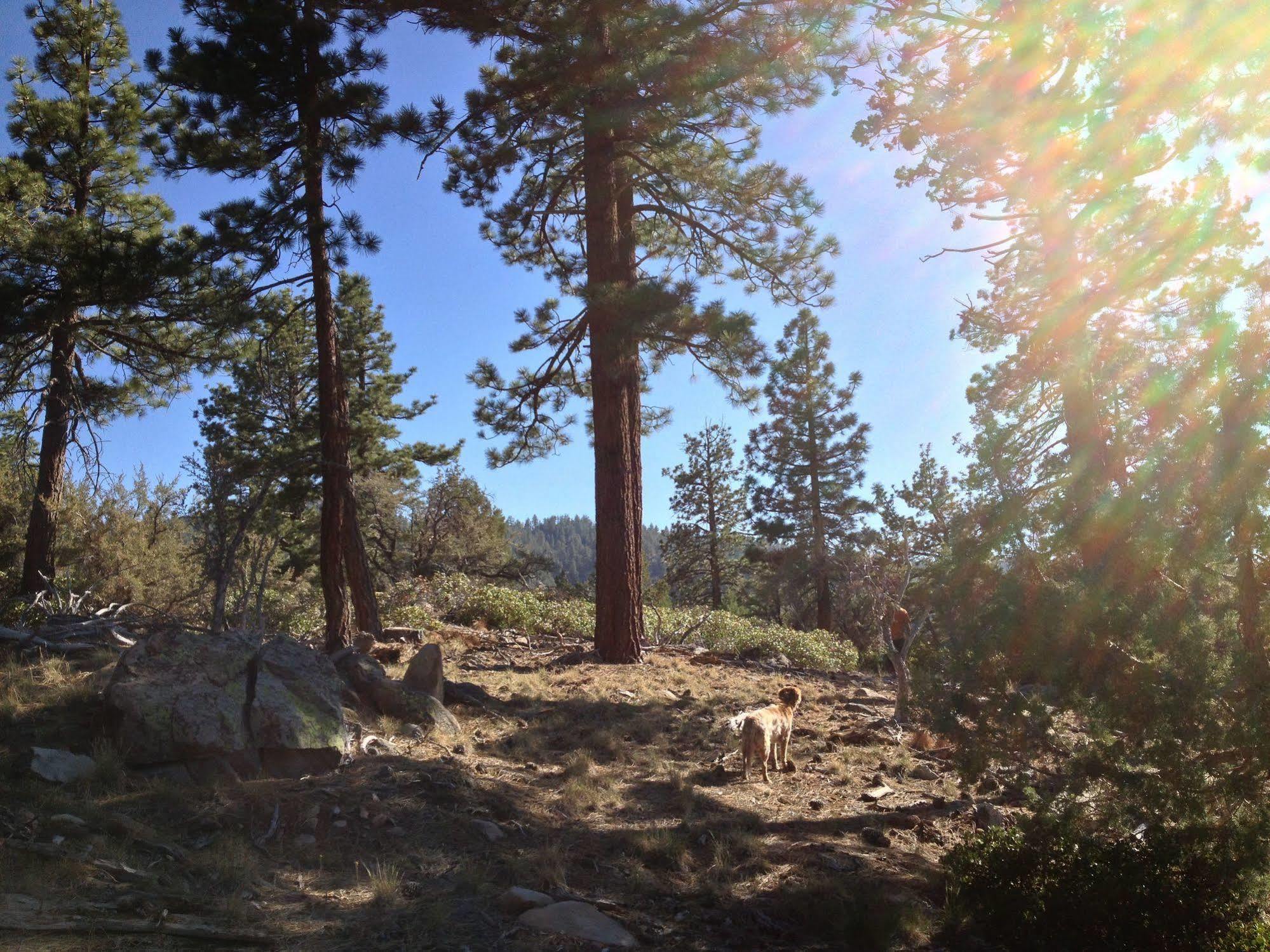 Cienaga Creek Ranch Villa Big Bear Lake Eksteriør billede